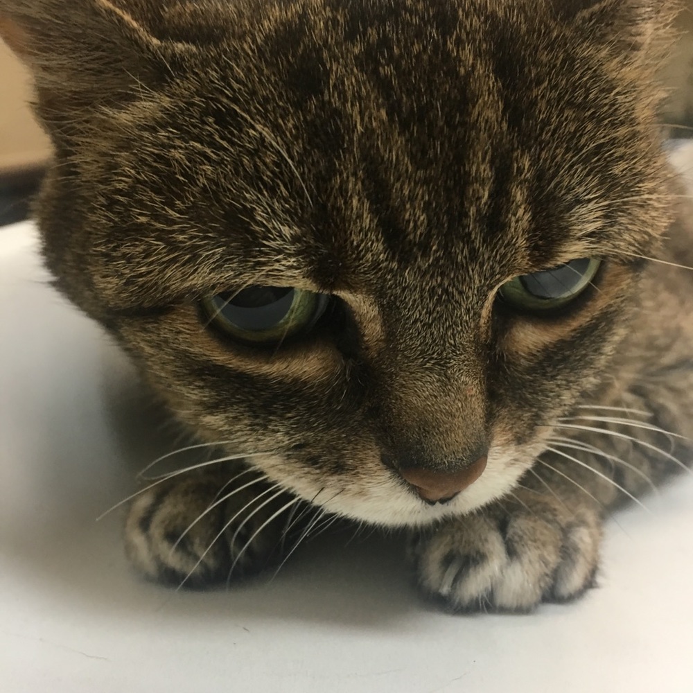 Meet your Posher, Nikki